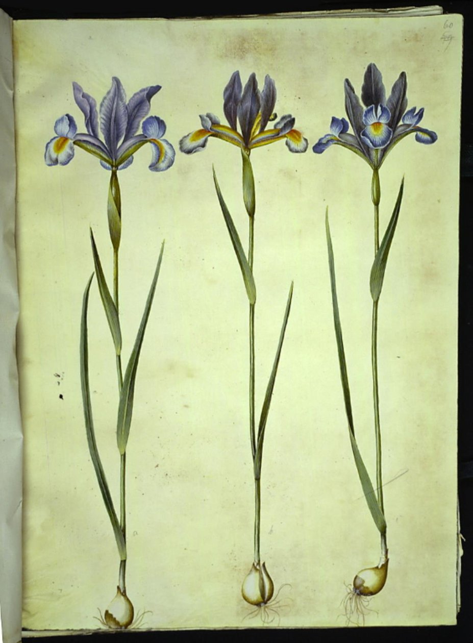 Iris xiphium (spanyol írisz) alkotó: Hans Simon Holtzbecker