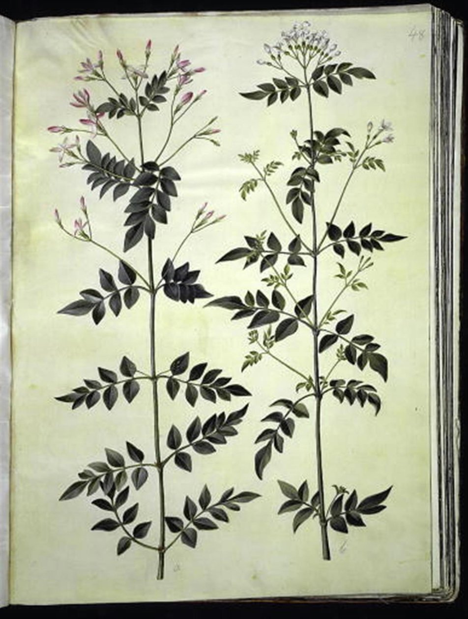 Jasminum officinale (Jázmin) alkotó: Hans Simon Holtzbecker