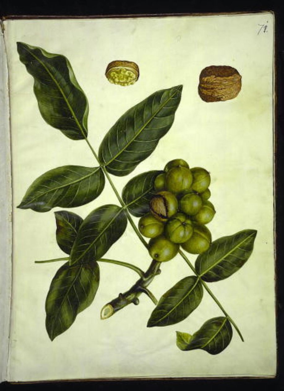 Juglans regia (közönséges dió) alkotó: Hans Simon Holtzbecker