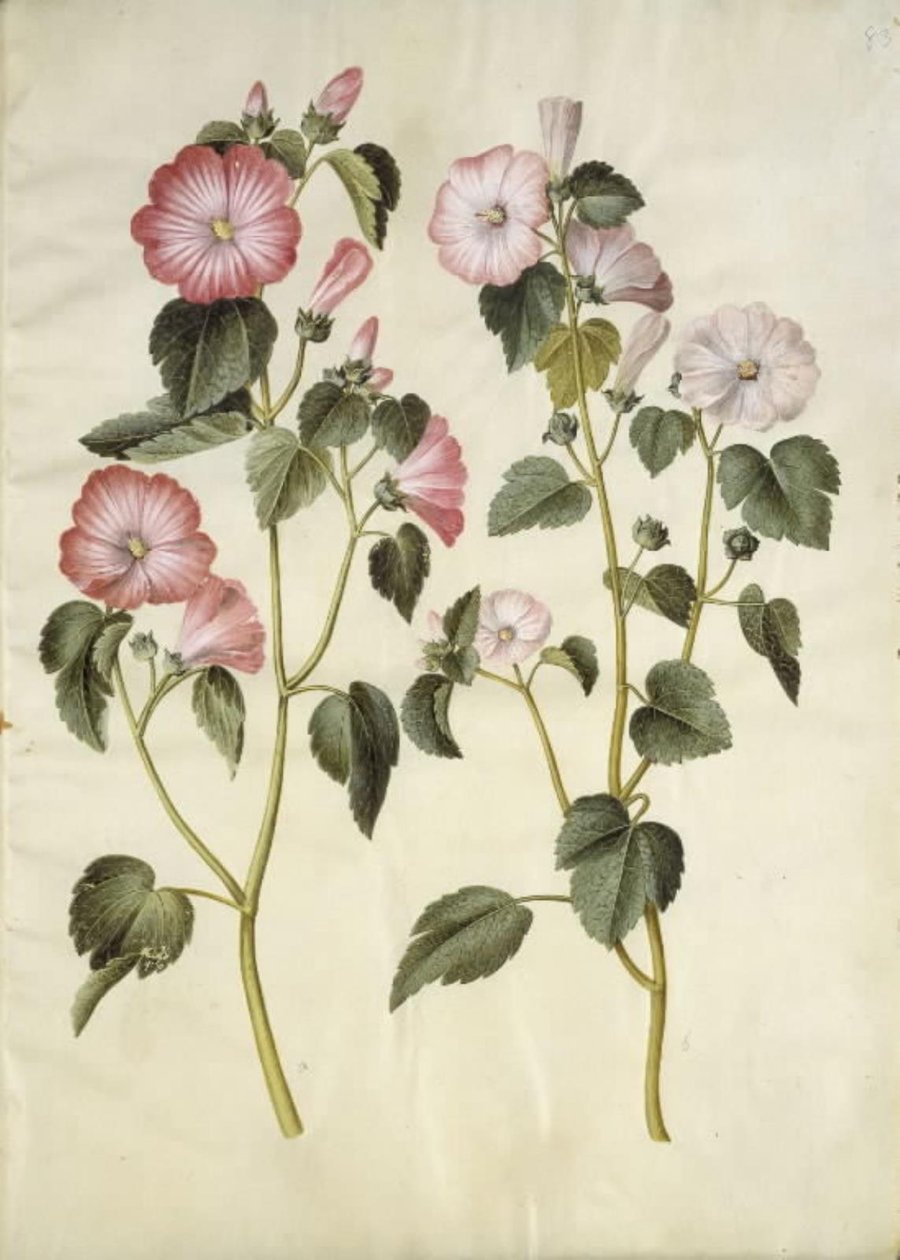 Lavatera trimestris (mamelukféreg) alkotó: Hans Simon Holtzbecker