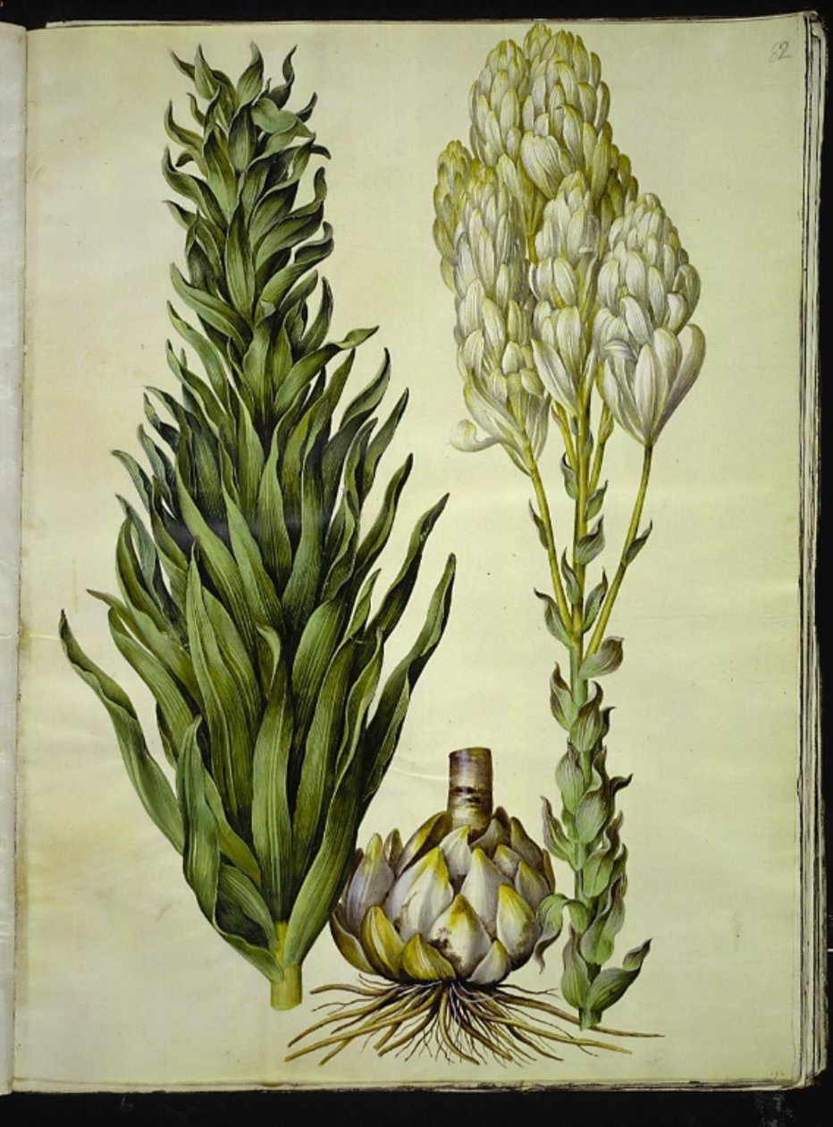 fehér liliom (madonna-lilje) alkotó: Hans Simon Holtzbecker
