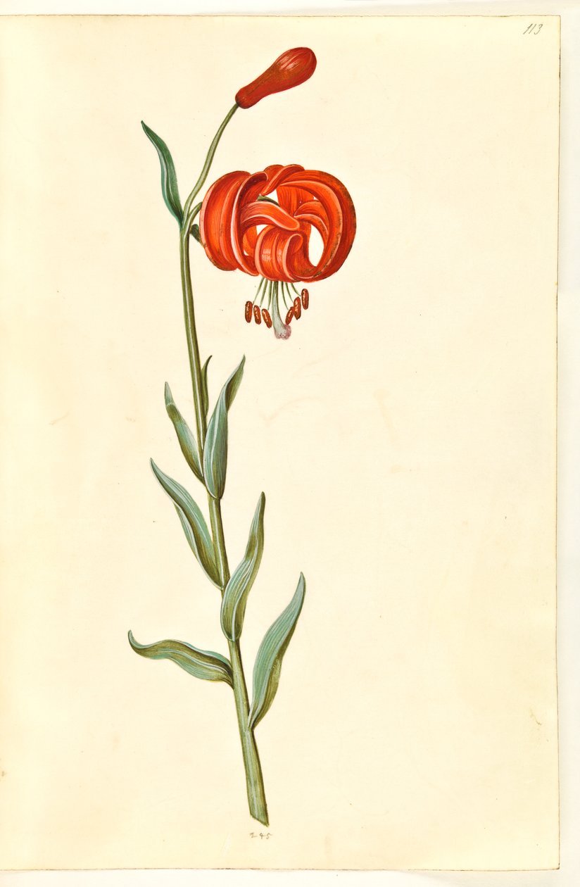 Kalcedon liliom (rød turbanlilje) alkotó: Hans Simon Holtzbecker