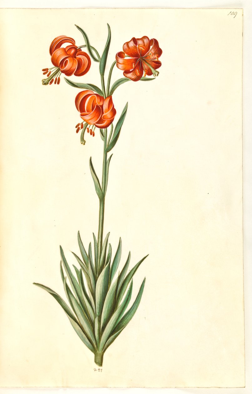 Pompon liliom (pompon-lilje) alkotó: Hans Simon Holtzbecker