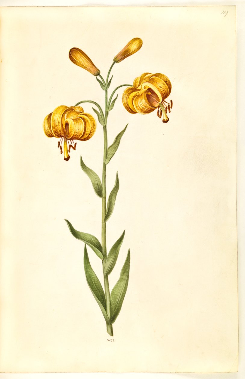 Lilium pyrenaicum (pireneusi liliom) alkotó: Hans Simon Holtzbecker