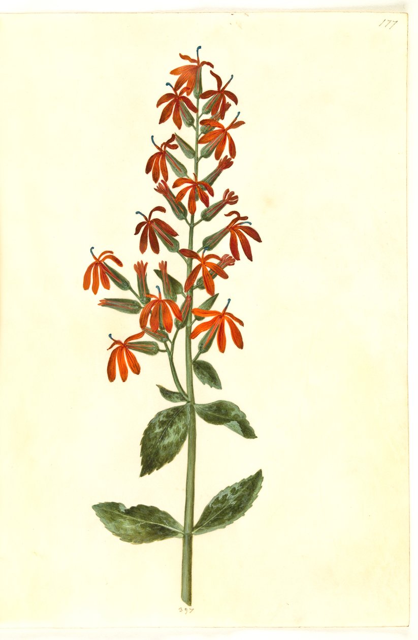 Lobelia cardinalis (bíboros lobelie) alkotó: Hans Simon Holtzbecker
