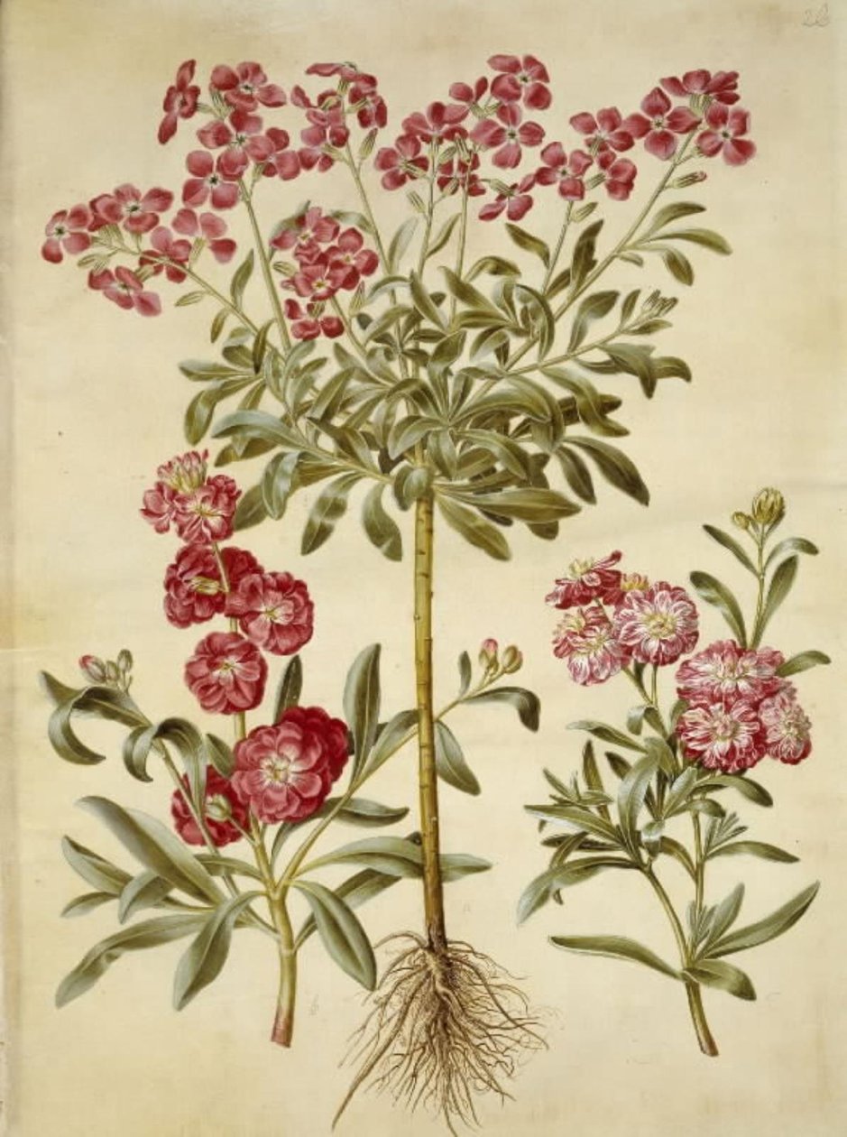 Matthiola incana (vinter-levkøj) alkotó: Hans Simon Holtzbecker