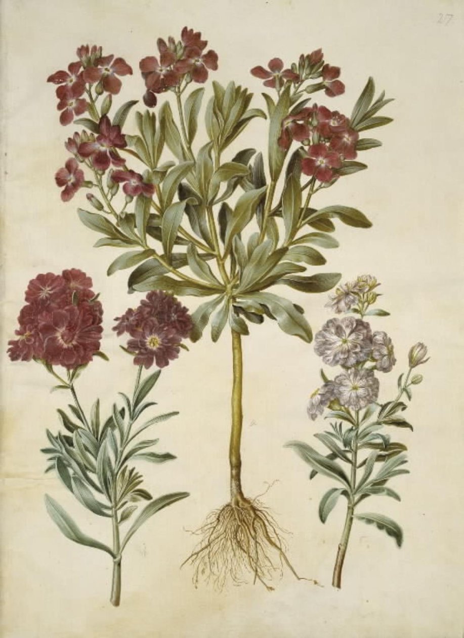 Matthiola incana (vinter-levkøj) alkotó: Hans Simon Holtzbecker