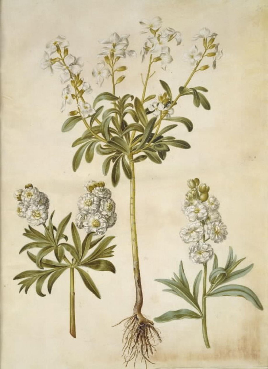 Matthiola incana (vinter-levkøj) alkotó: Hans Simon Holtzbecker