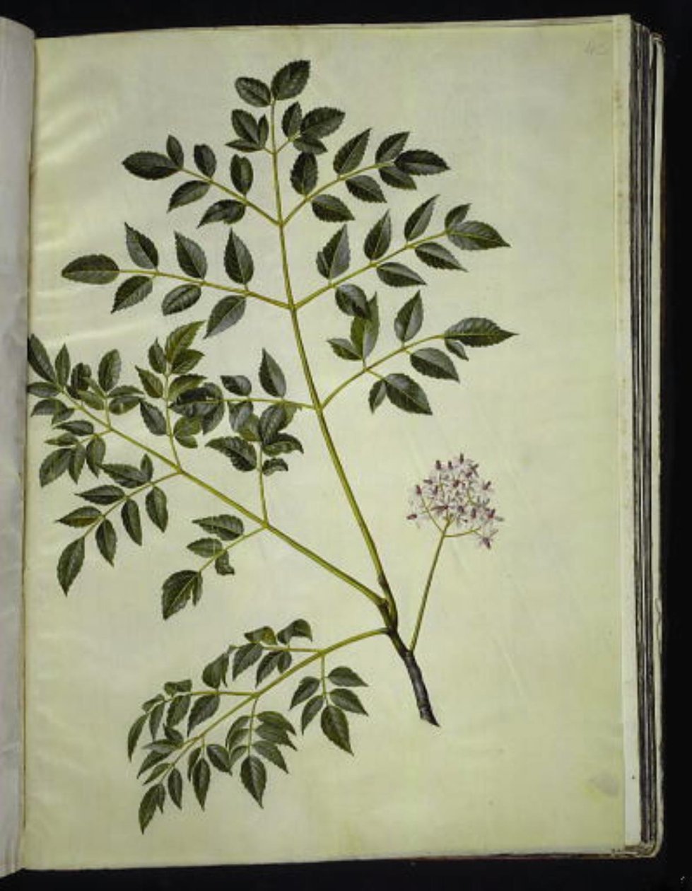 Melia azedarach (paternostertræ) alkotó: Hans Simon Holtzbecker