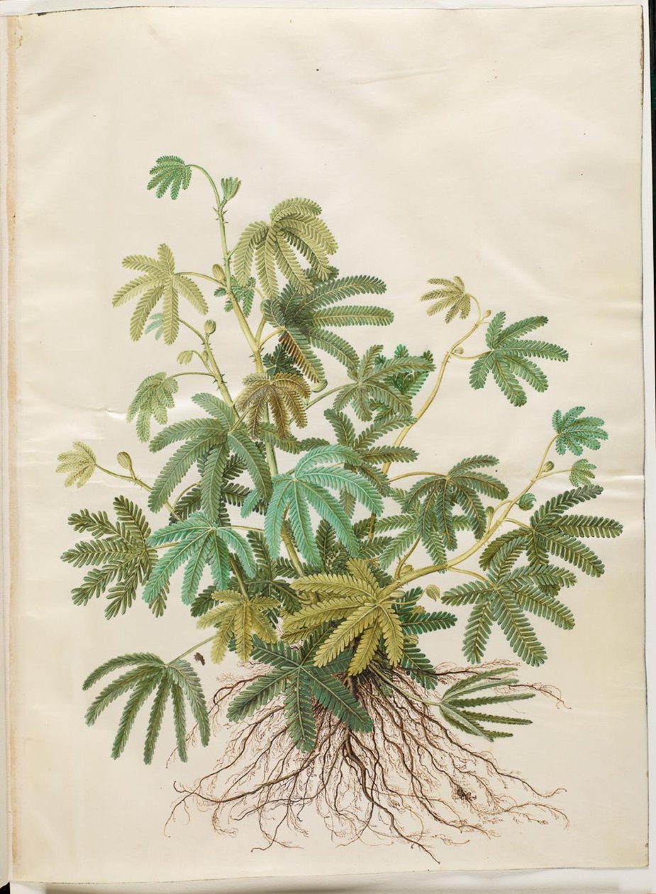 Mimosa polydactyla (mangefingret mimóz) alkotó: Hans Simon Holtzbecker