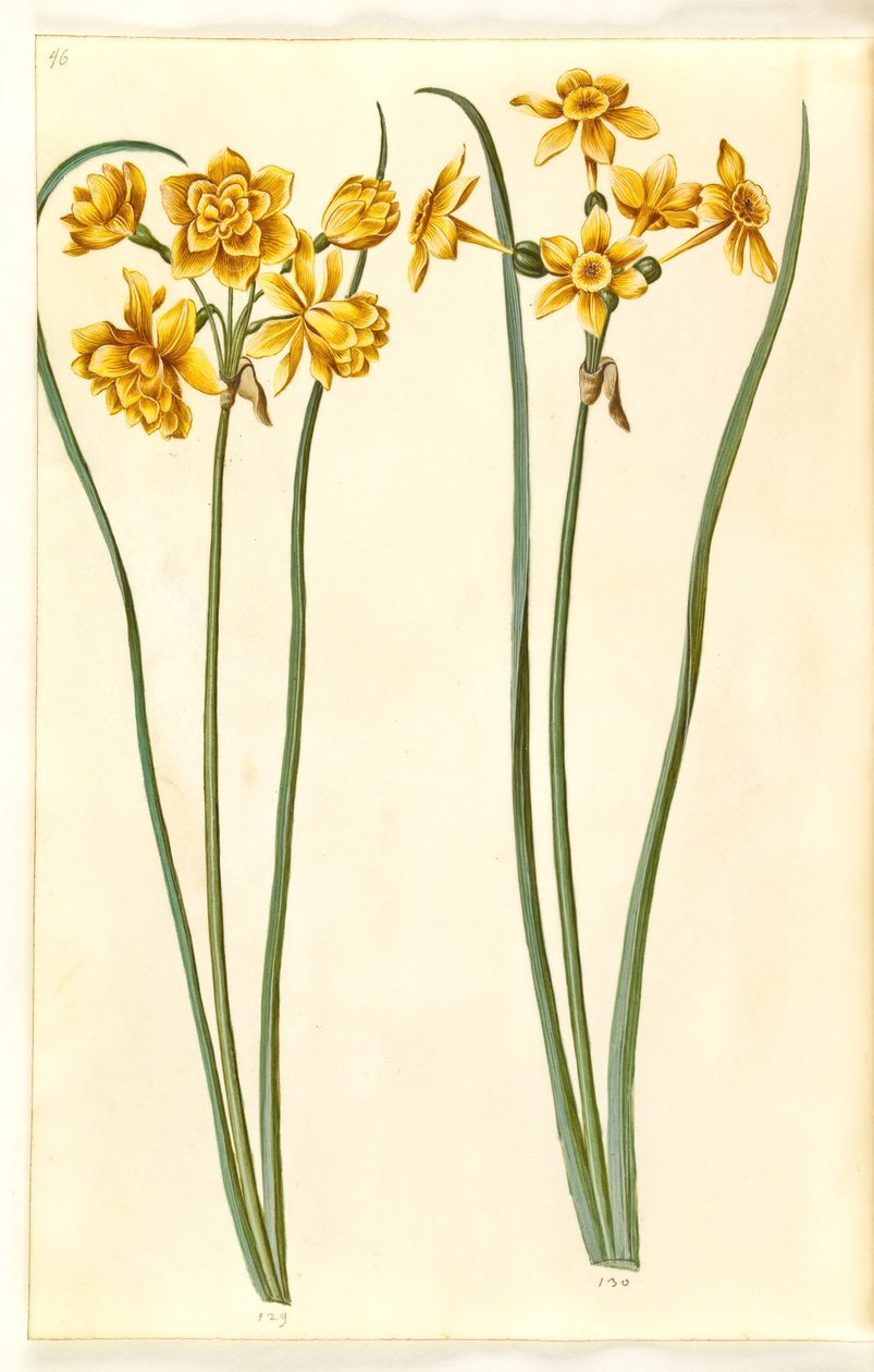 Narcissus jonquilla (siv-narcis) alkotó: Hans Simon Holtzbecker