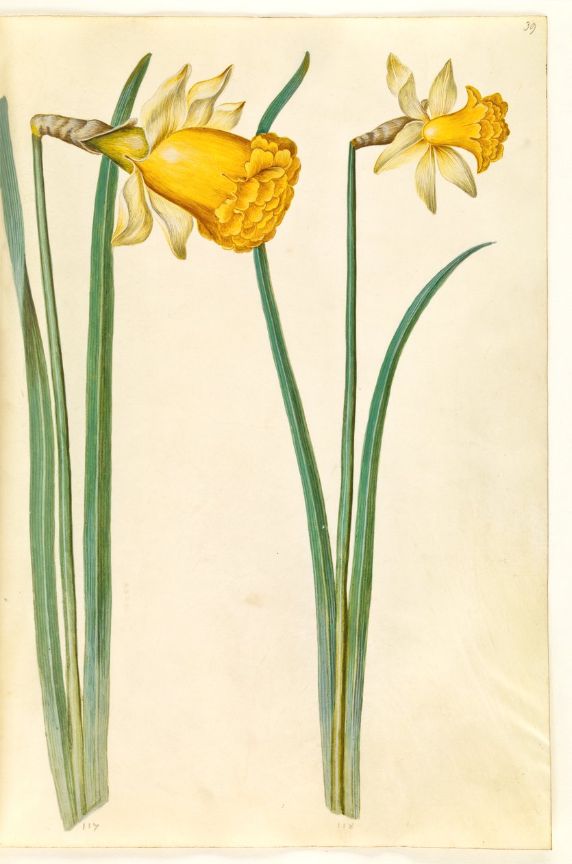 Narcissus pseudonarcissus (nárcisz) alkotó: Hans Simon Holtzbecker
