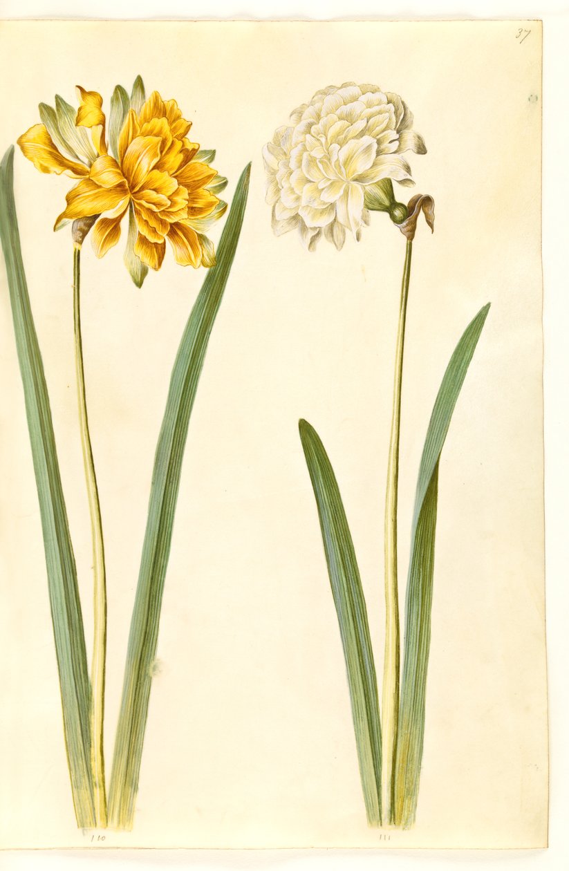 Narcissus pseudonarcissus (nárcisz) alkotó: Hans Simon Holtzbecker