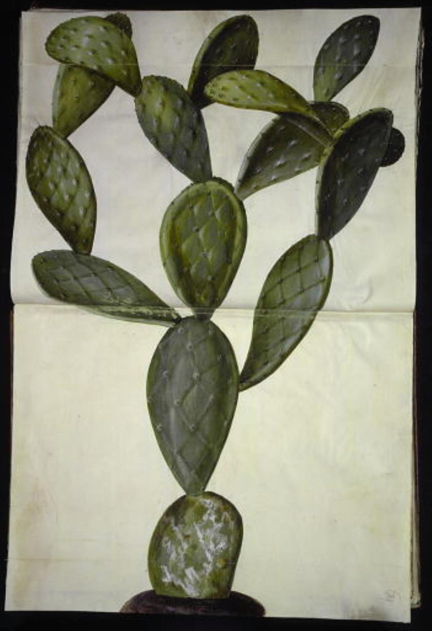 Opuntia monacantha alkotó: Hans Simon Holtzbecker