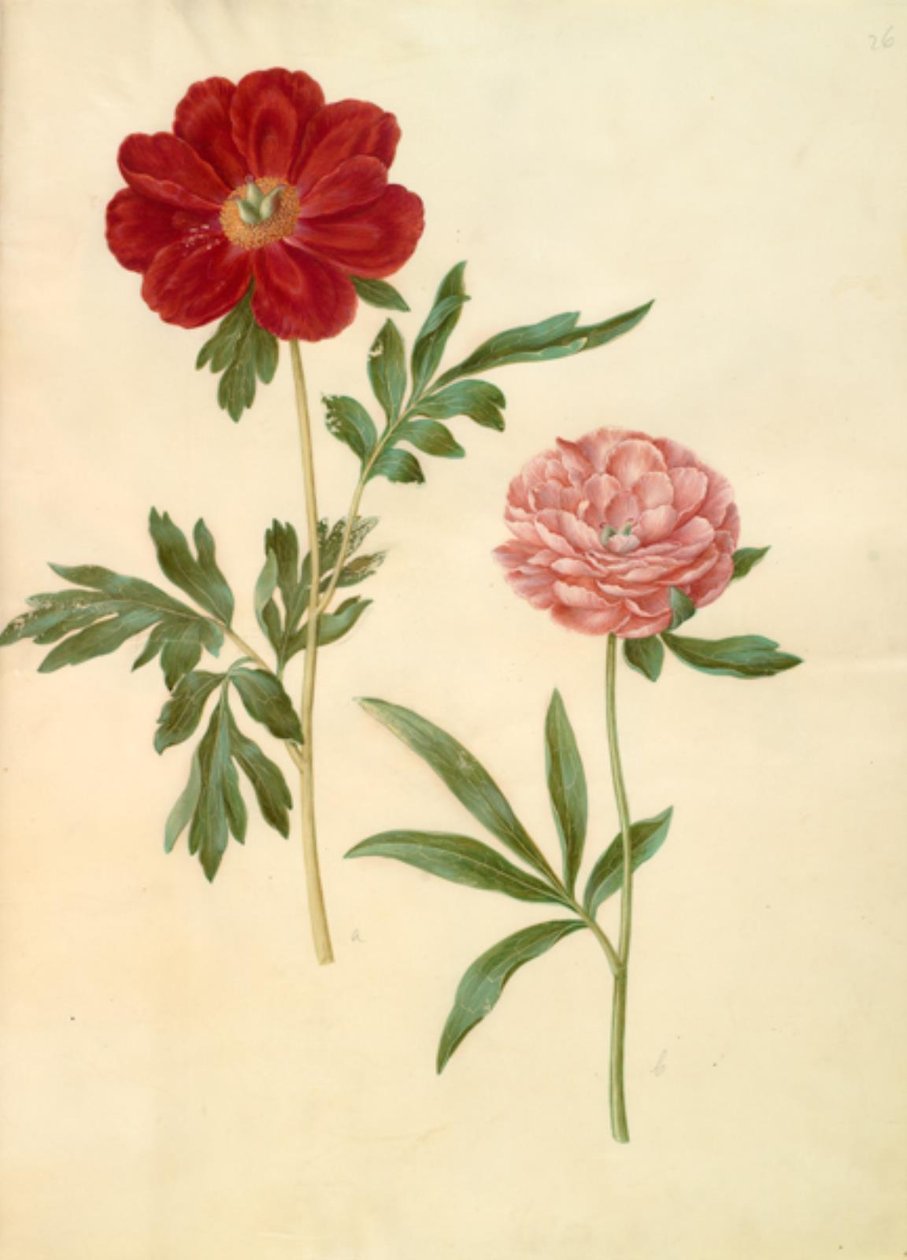 Paeonia officinalis (bonderose) alkotó: Hans Simon Holtzbecker