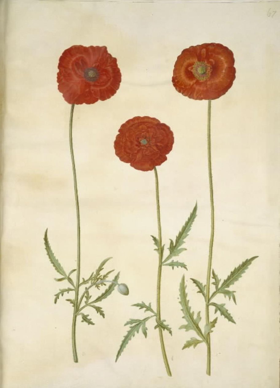 Papaver rhoeas (szemes mák) alkotó: Hans Simon Holtzbecker