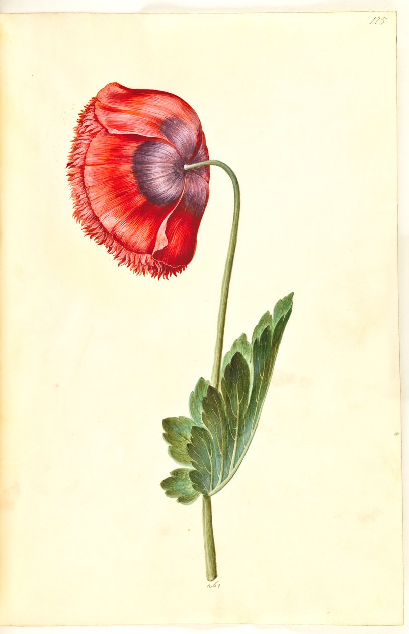 Ópium mák (ópium mák) alkotó: Hans Simon Holtzbecker