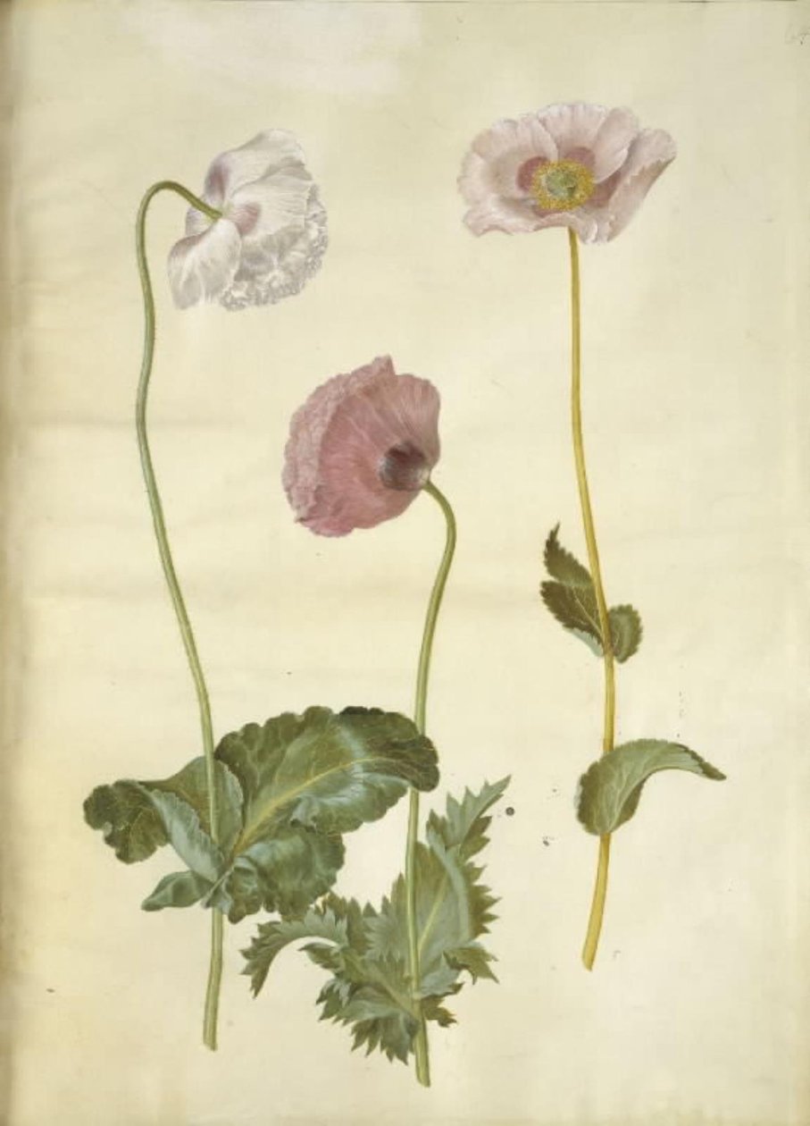 Ópium mák (ópium mák) alkotó: Hans Simon Holtzbecker