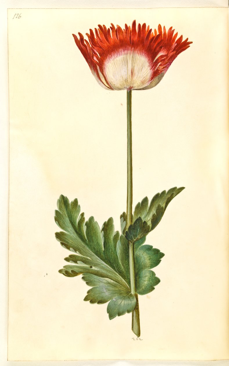 Ópium mák (ópium mák) alkotó: Hans Simon Holtzbecker