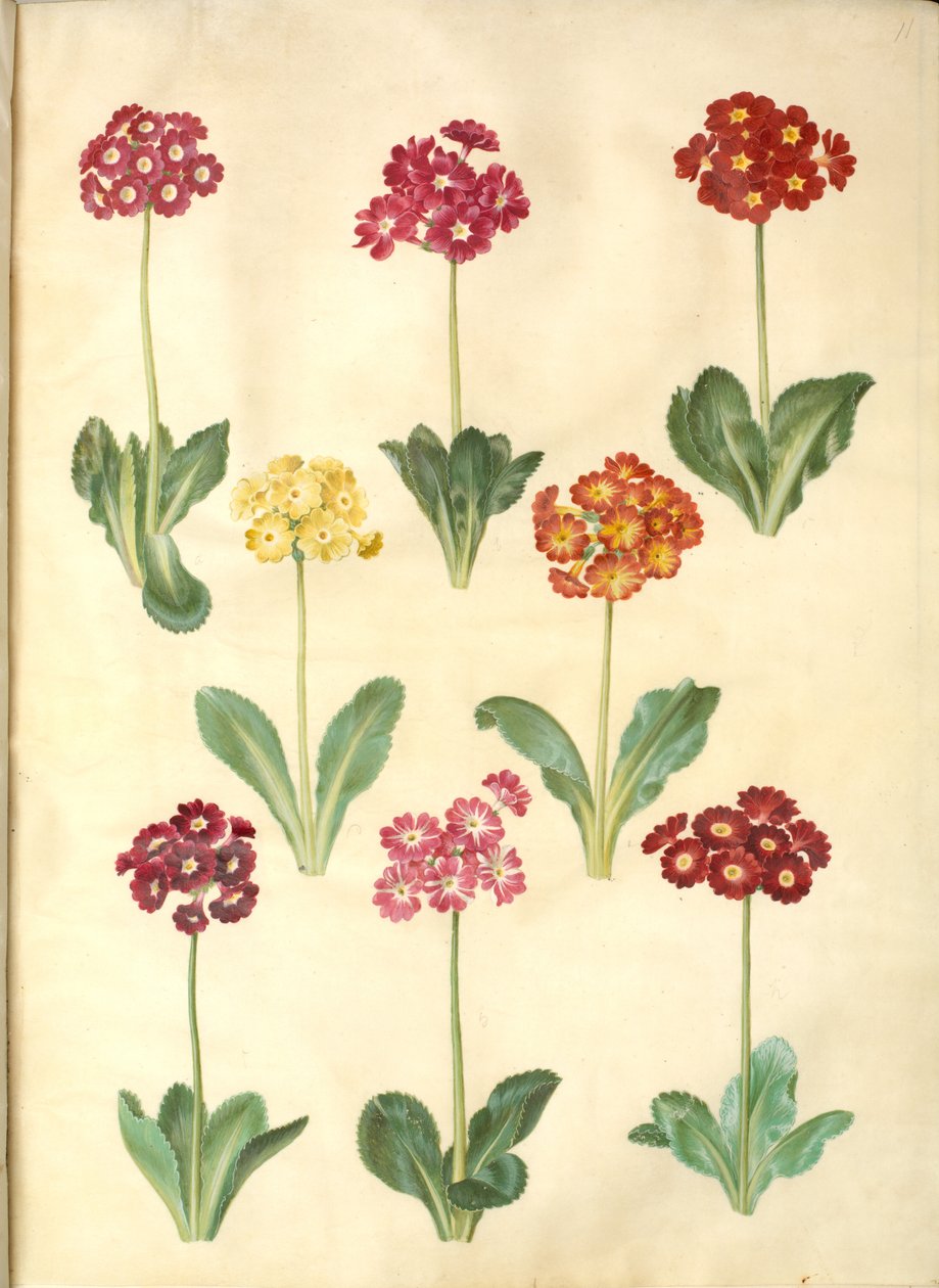 Primula × pubescens (have-aurikel) alkotó: Hans Simon Holtzbecker