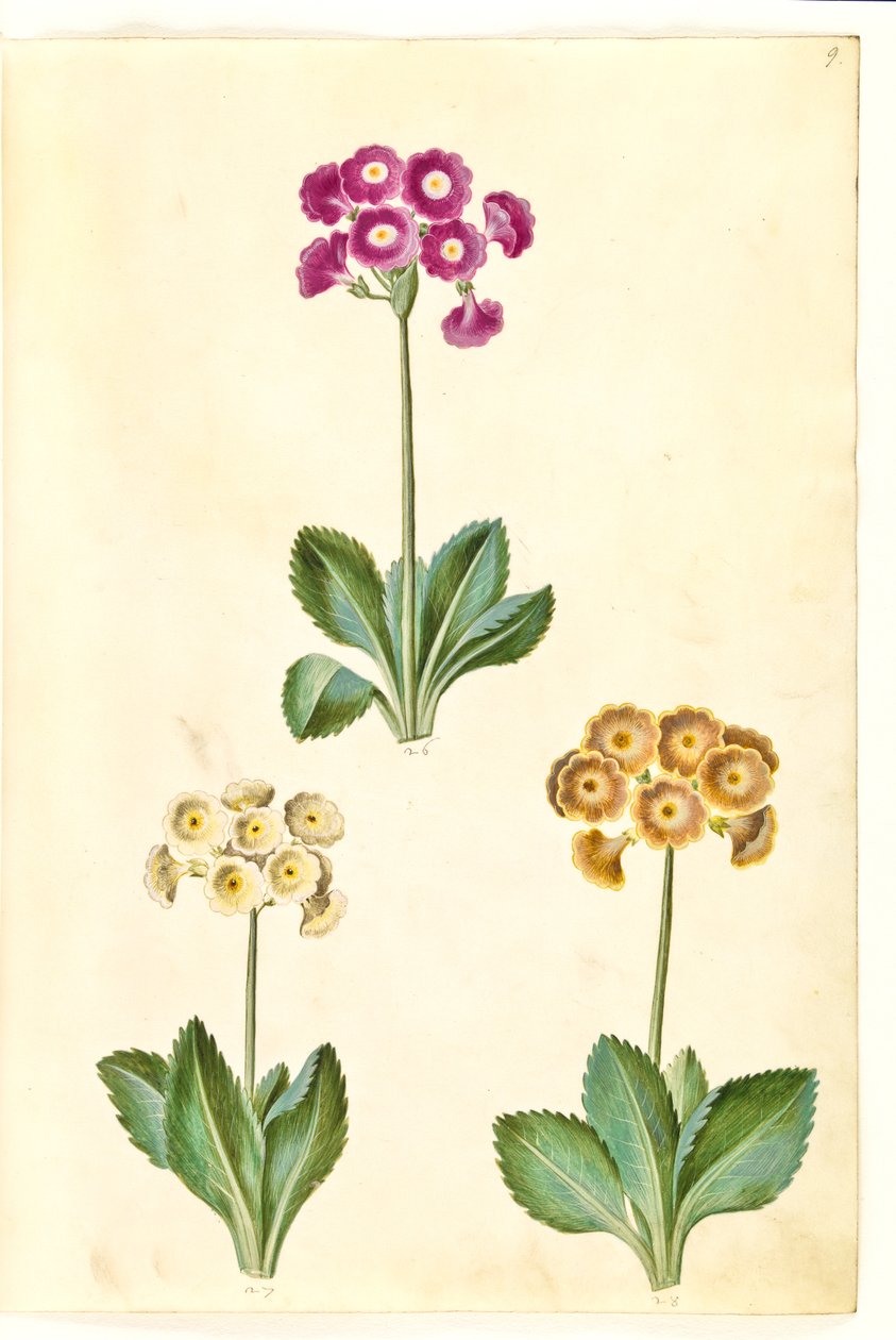 Primula × pubescens (have-aurikel) alkotó: Hans Simon Holtzbecker