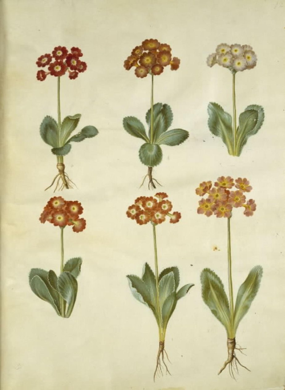 Primula × pubescens (have-aurikel) alkotó: Hans Simon Holtzbecker
