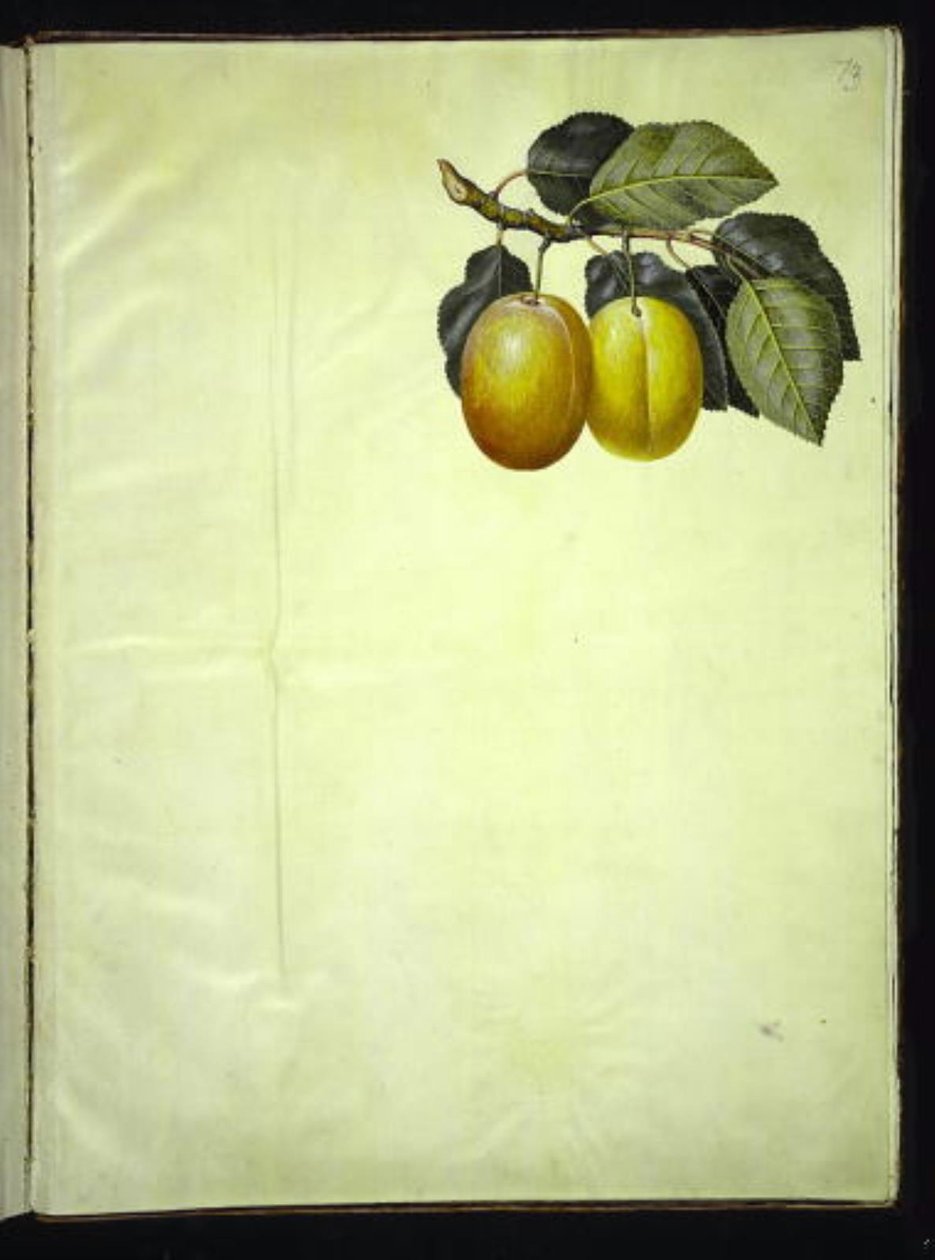Prunus domestica (blomme) alkotó: Hans Simon Holtzbecker
