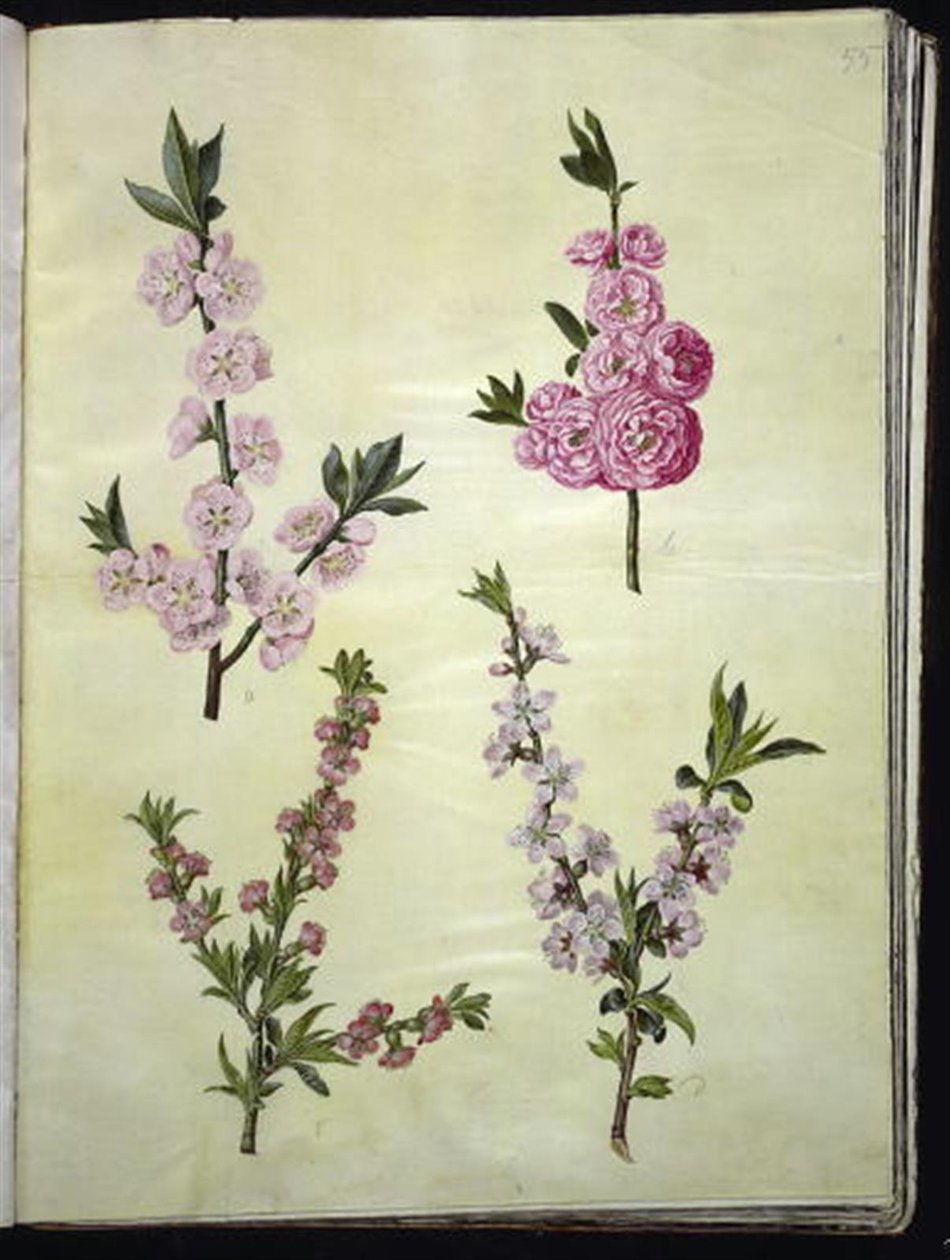 Prunus dulcis (mandula); Prunus persica alkotó: Hans Simon Holtzbecker