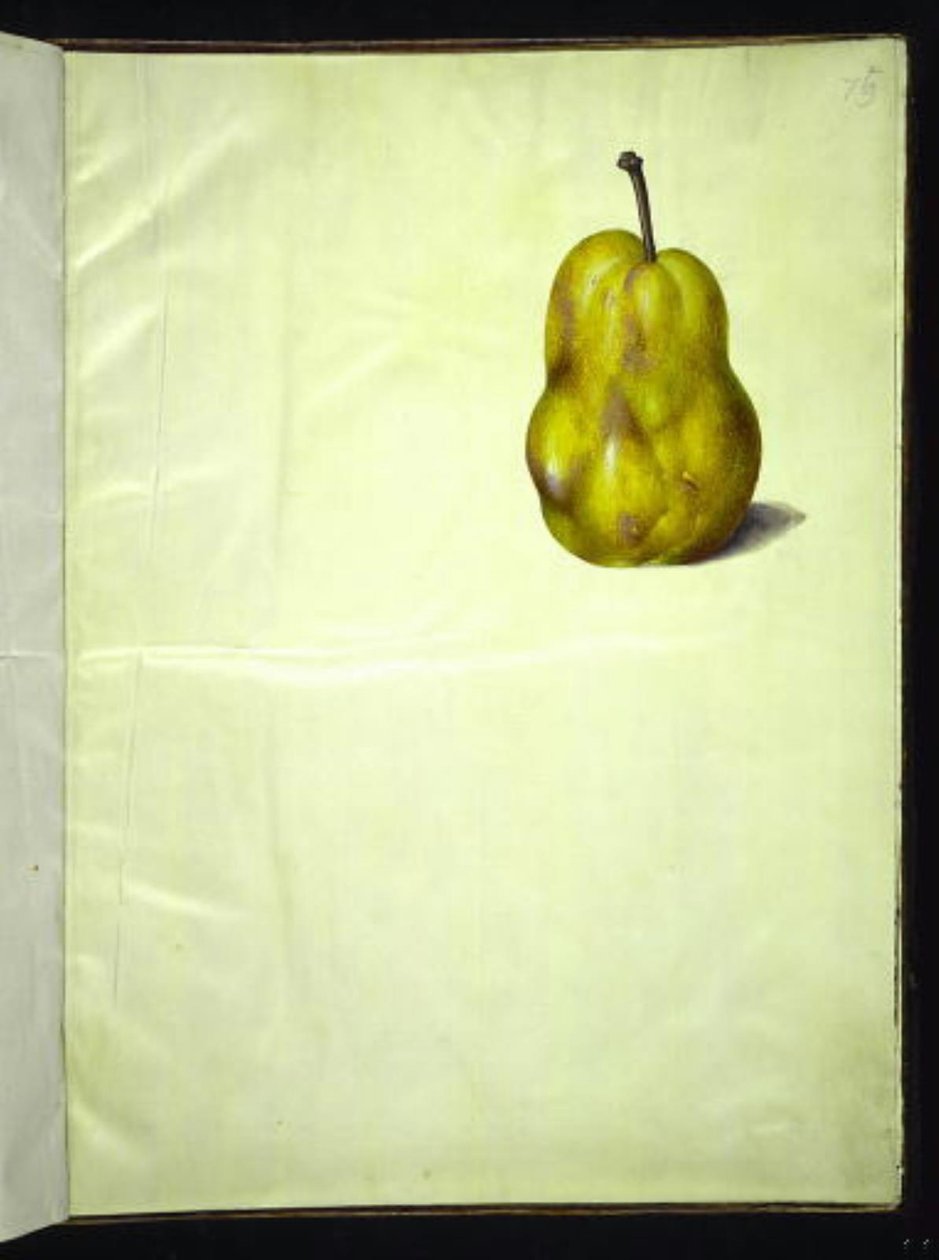 Pyrus communis (közönséges körte) alkotó: Hans Simon Holtzbecker