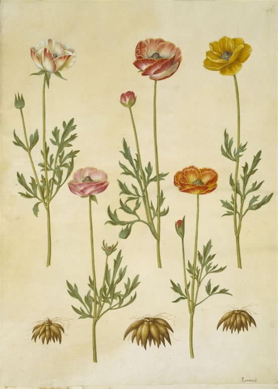 Ranunculus asiatica (have-ranunkel) alkotó: Hans Simon Holtzbecker