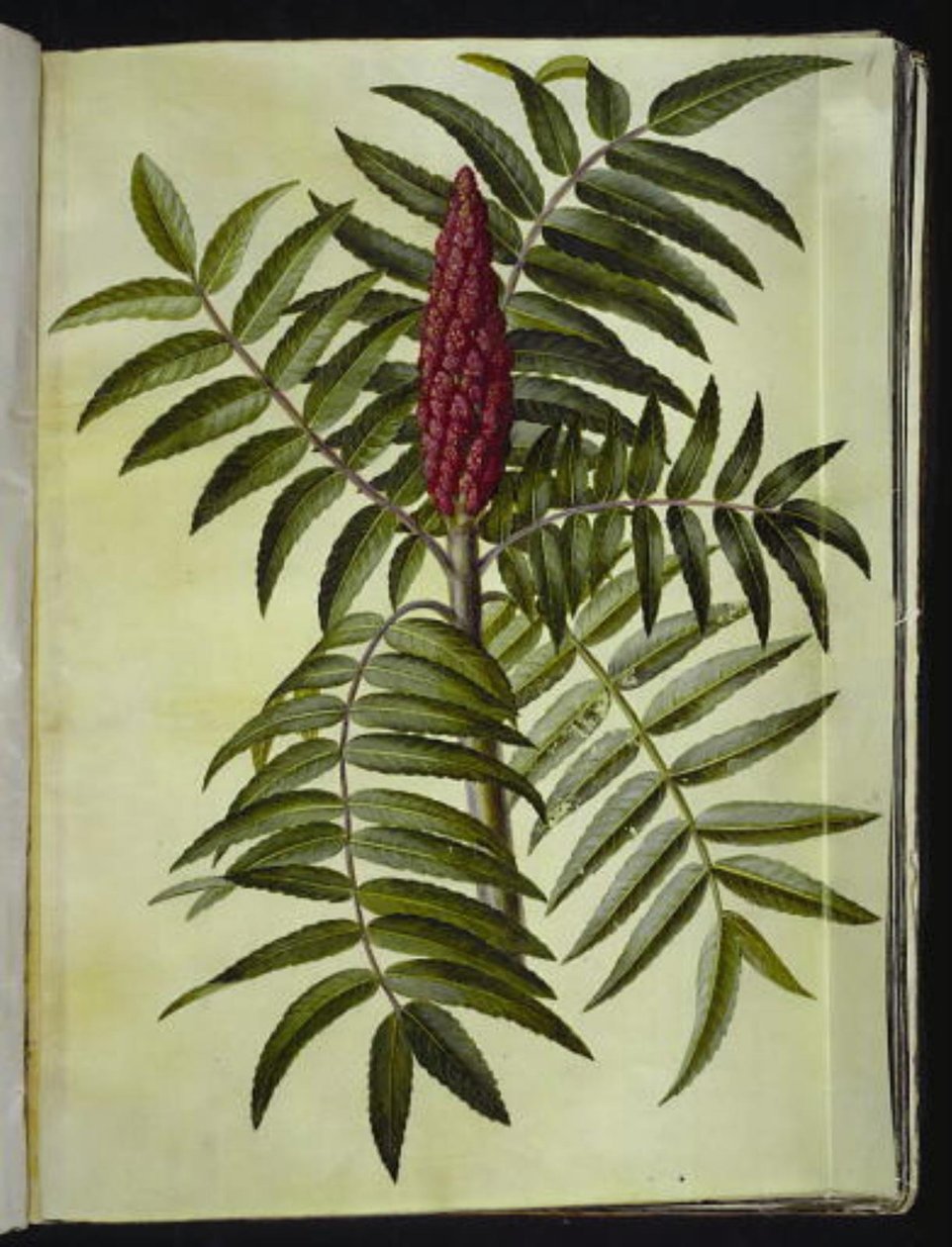 Rhus typhina (szarvasfa) alkotó: Hans Simon Holtzbecker