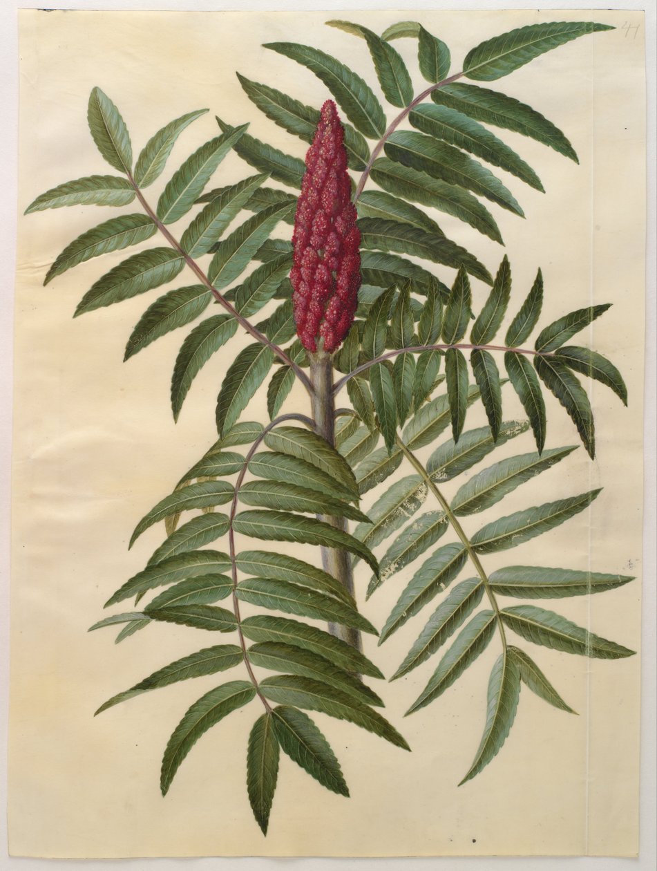 Rhus typhina alkotó: Hans Simon Holtzbecker