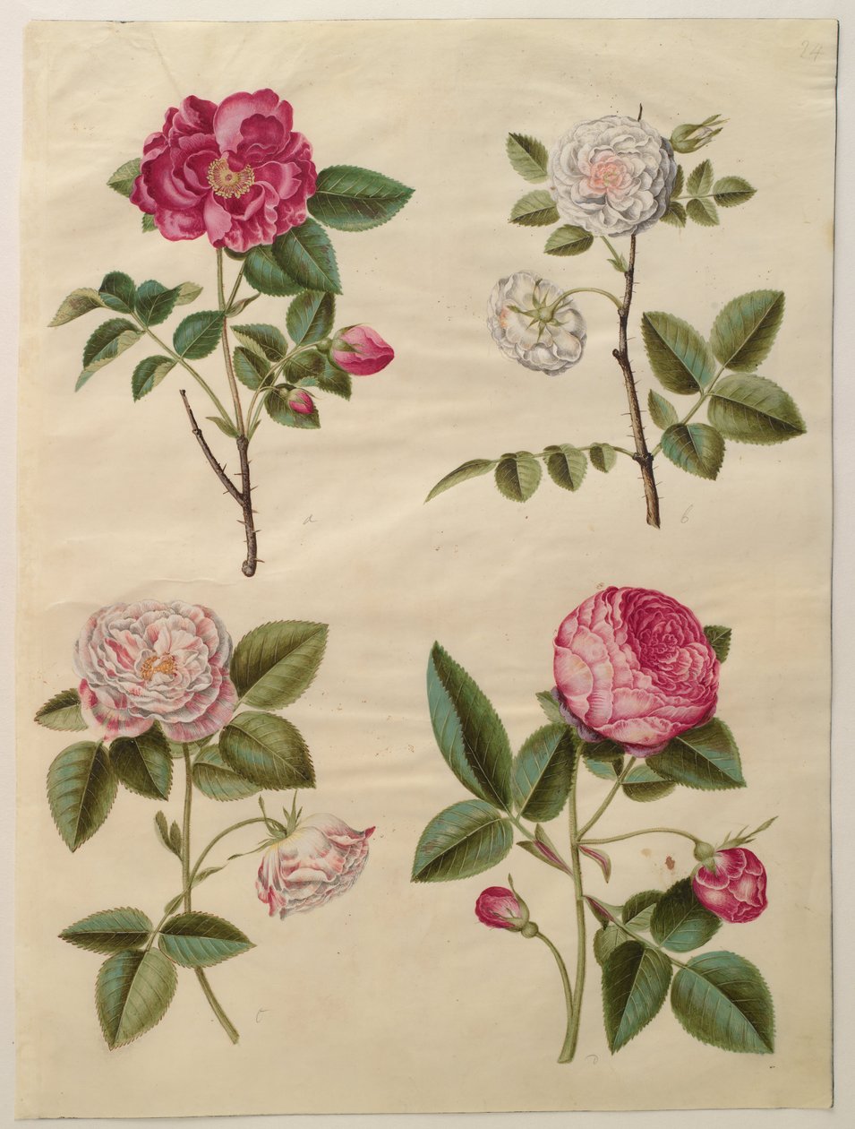 Rosa gallica alkotó: Hans Simon Holtzbecker
