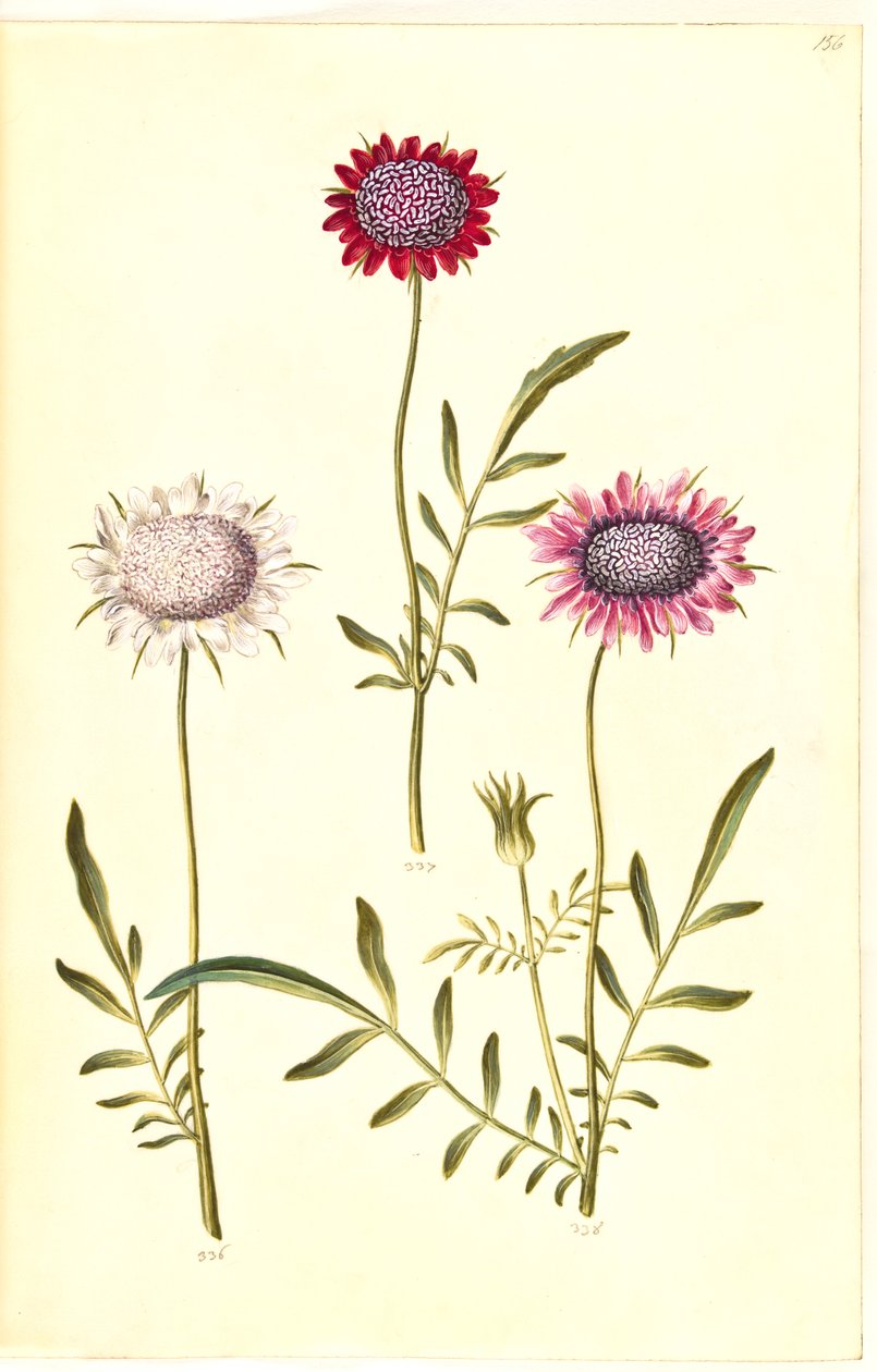 Scabiosa atropurpurea (enkeblomst) alkotó: Hans Simon Holtzbecker