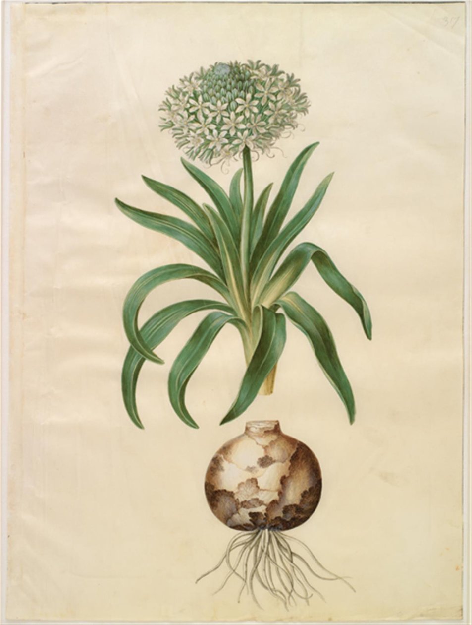Scilla peruviana (óriás scilla) alkotó: Hans Simon Holtzbecker