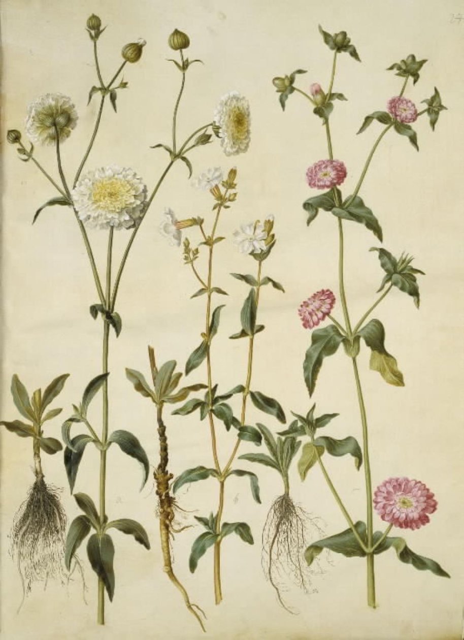 Silene latifolia (estélycsillag); Silene dioica (nappali csillag) alkotó: Hans Simon Holtzbecker