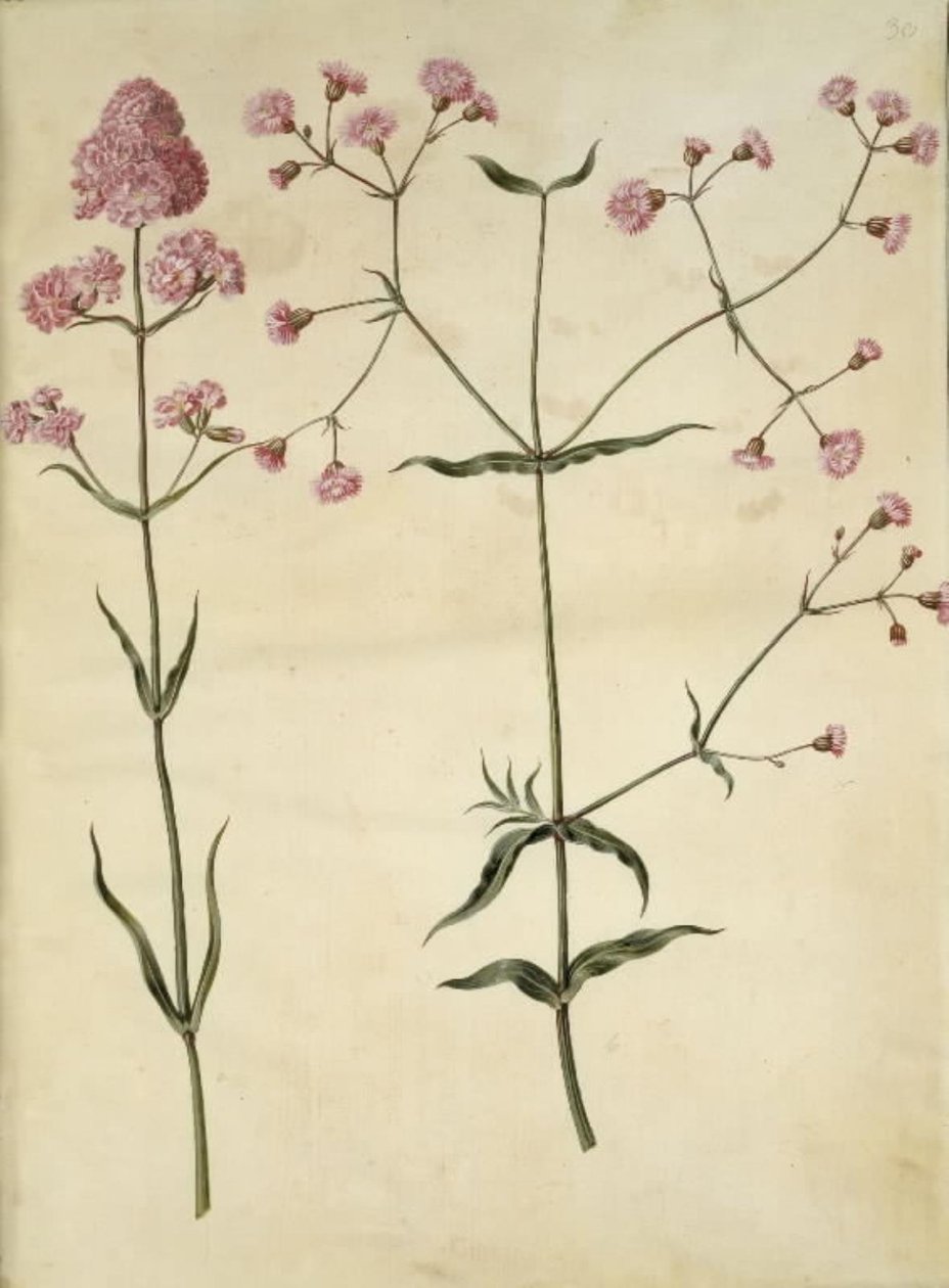 Silene viscaria (közönséges kátrányszegfűszeg); Silene (parafa korona) alkotó: Hans Simon Holtzbecker