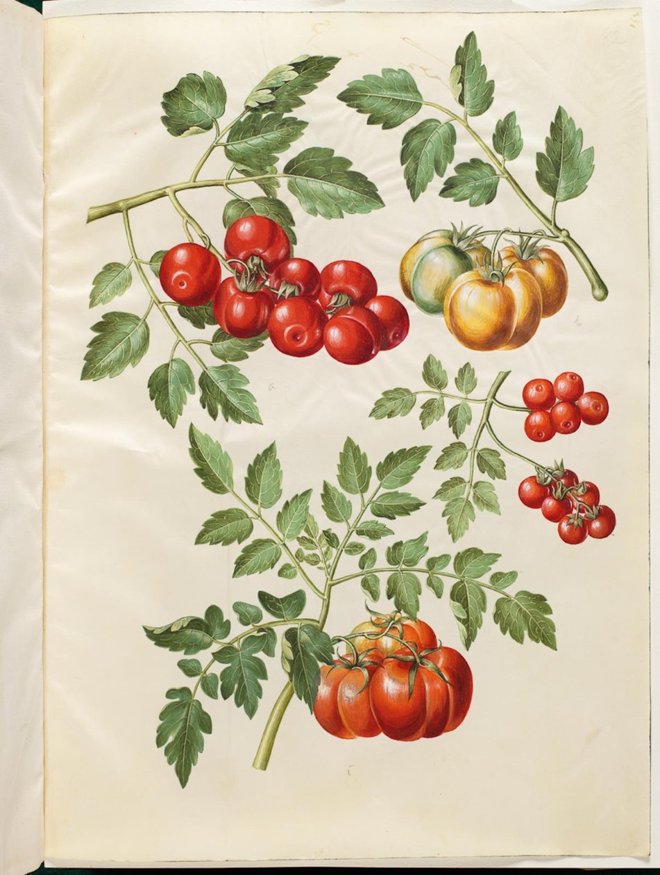 Solanum lycopersicum L. (almindelig paradicsom) alkotó: Hans Simon Holtzbecker