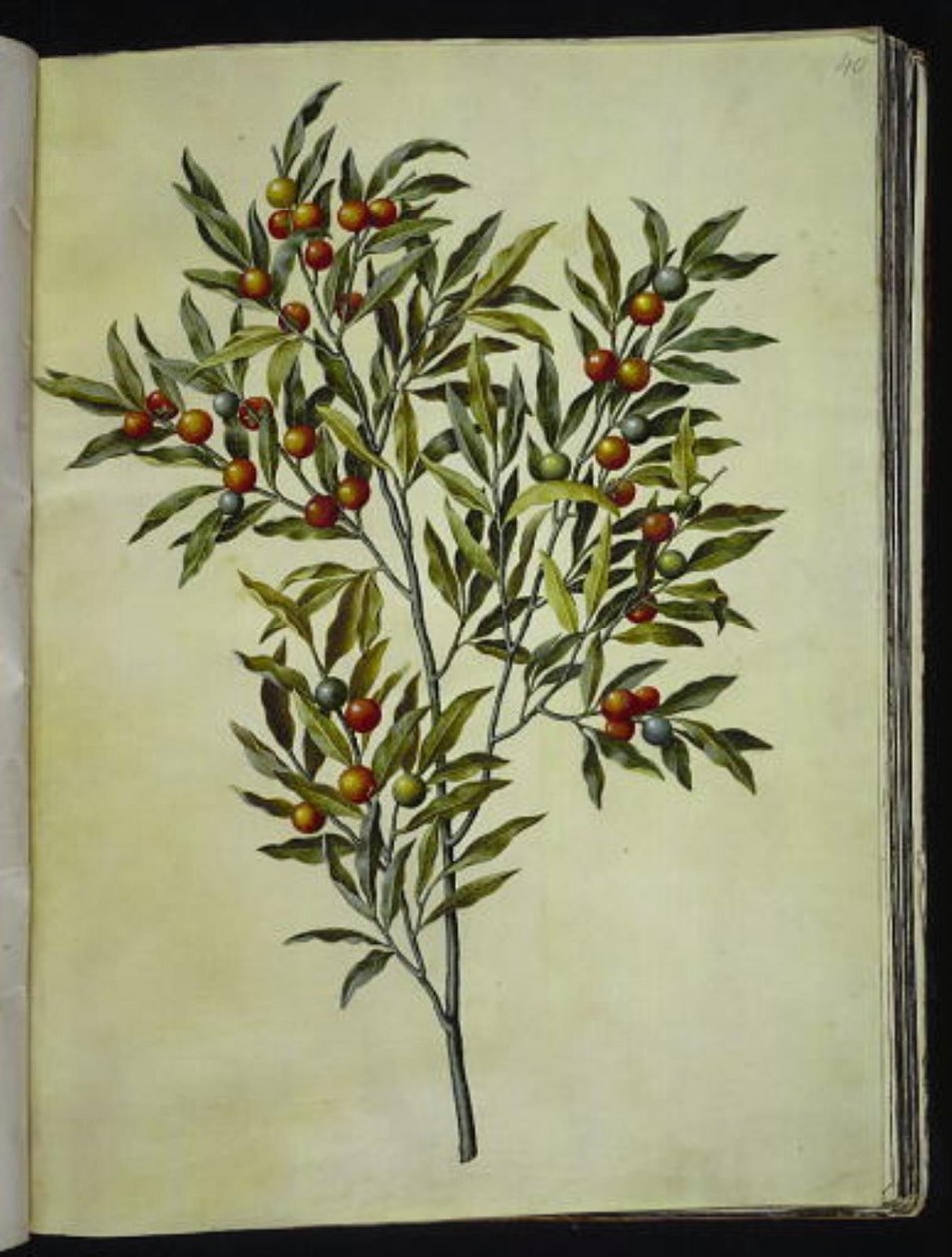 Solanum pseudocapsicum (Jeruzsálem-korallmedve) alkotó: Hans Simon Holtzbecker