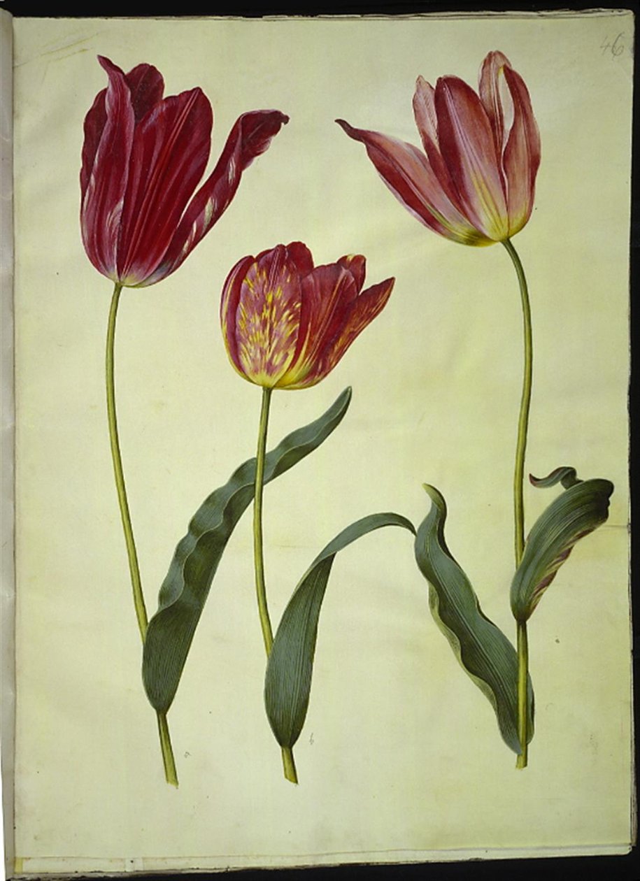 Tulipa gesneriana (have-tulipán) alkotó: Hans Simon Holtzbecker