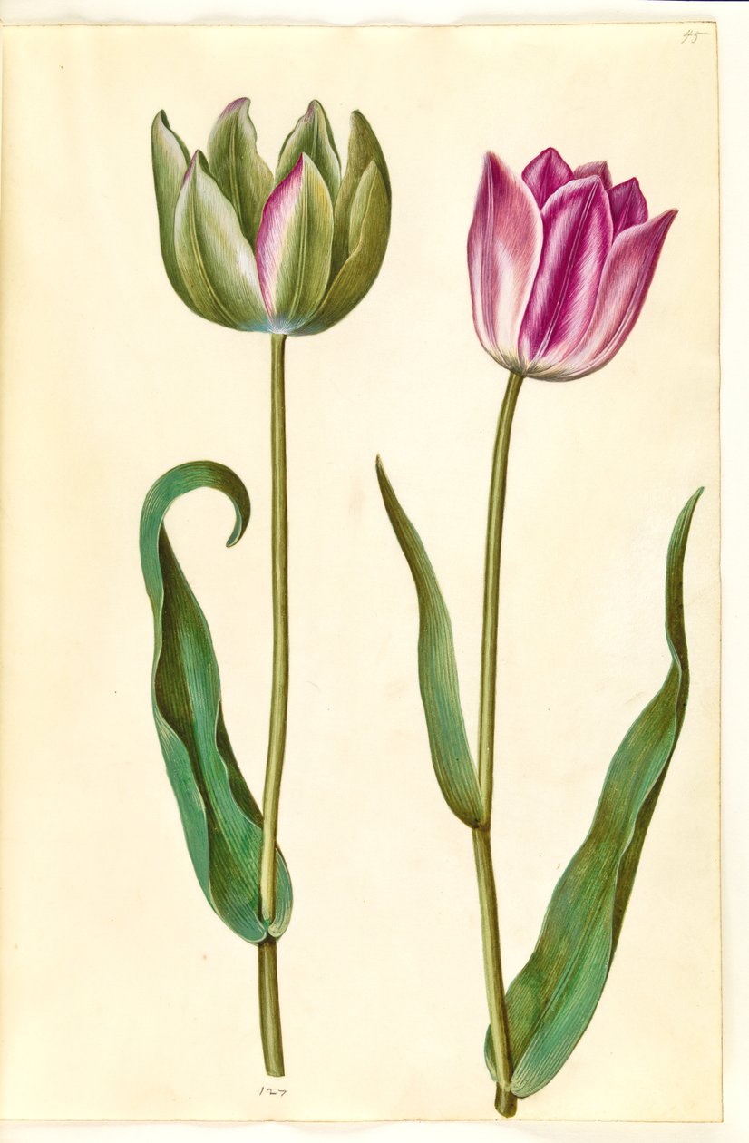 Tulipa gesneriana (have-tulipán) alkotó: Hans Simon Holtzbecker