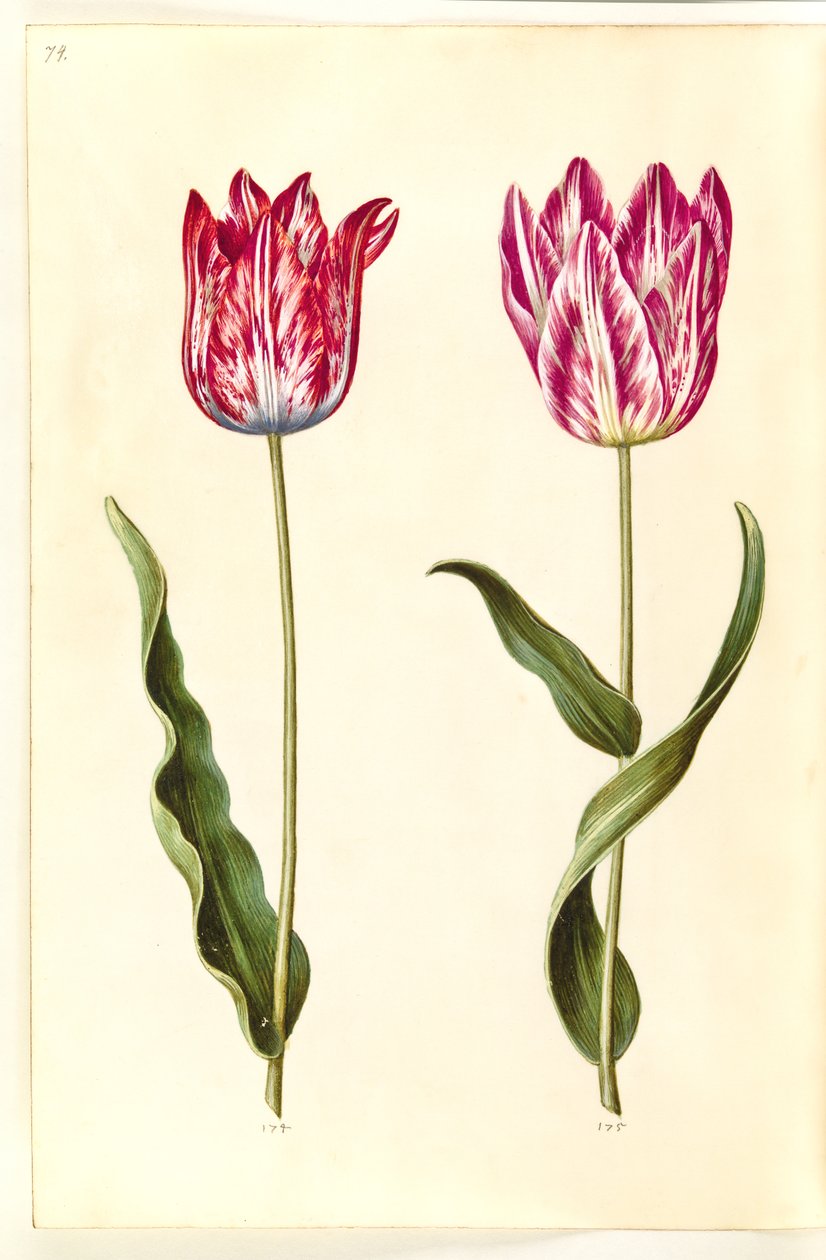 Tulipa gesneriana (have-tulipán) alkotó: Hans Simon Holtzbecker