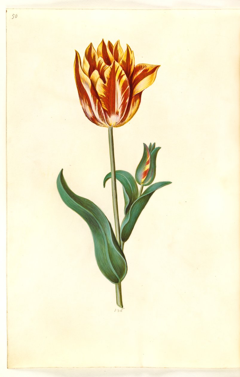 Tulipa gesneriana (have-tulipán) alkotó: Hans Simon Holtzbecker