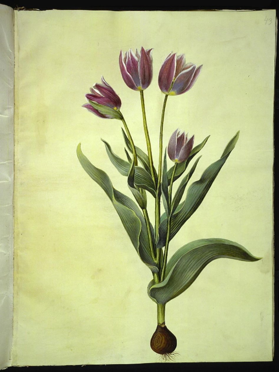 Tulipa gesneriana (have-tulipán) alkotó: Hans Simon Holtzbecker