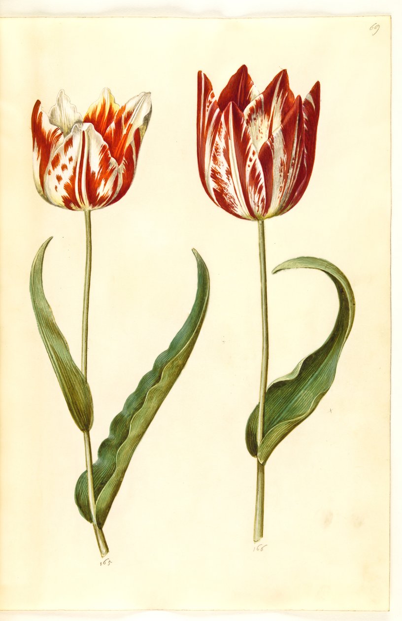 Tulipa gesneriana (have-tulipán) alkotó: Hans Simon Holtzbecker