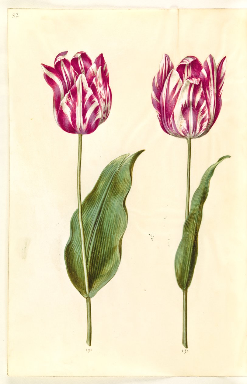 Tulipa gesneriana (have-tulipán) alkotó: Hans Simon Holtzbecker