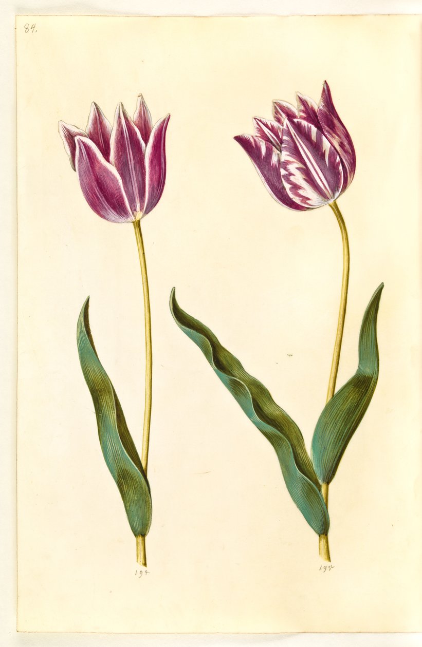 Tulipa gesneriana (have-tulipán) alkotó: Hans Simon Holtzbecker