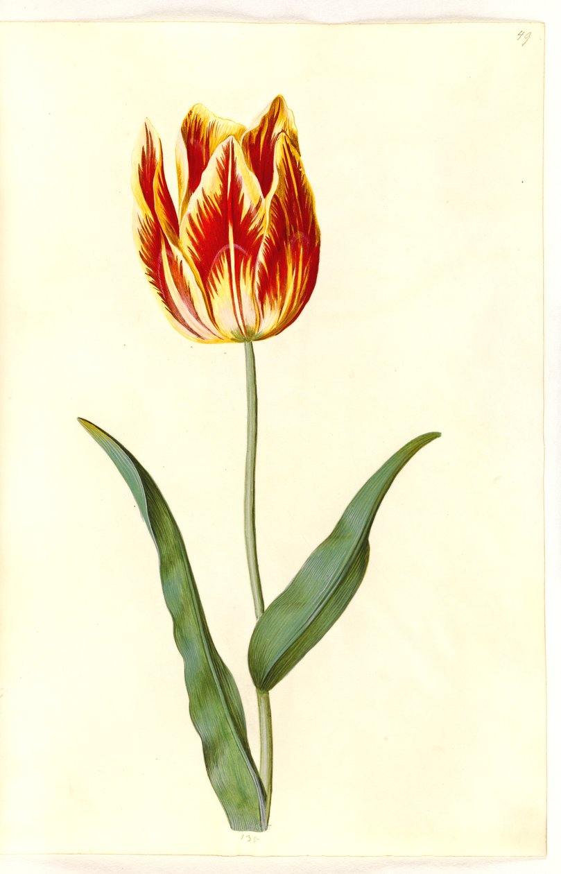 Tulipa gesneriana (have-tulipán) alkotó: Hans Simon Holtzbecker