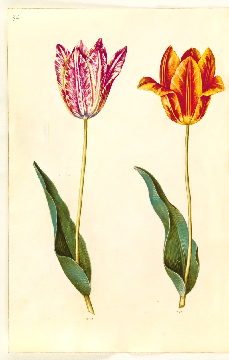 Tulipa gesneriana (have-tulipán) alkotó: Hans Simon Holtzbecker