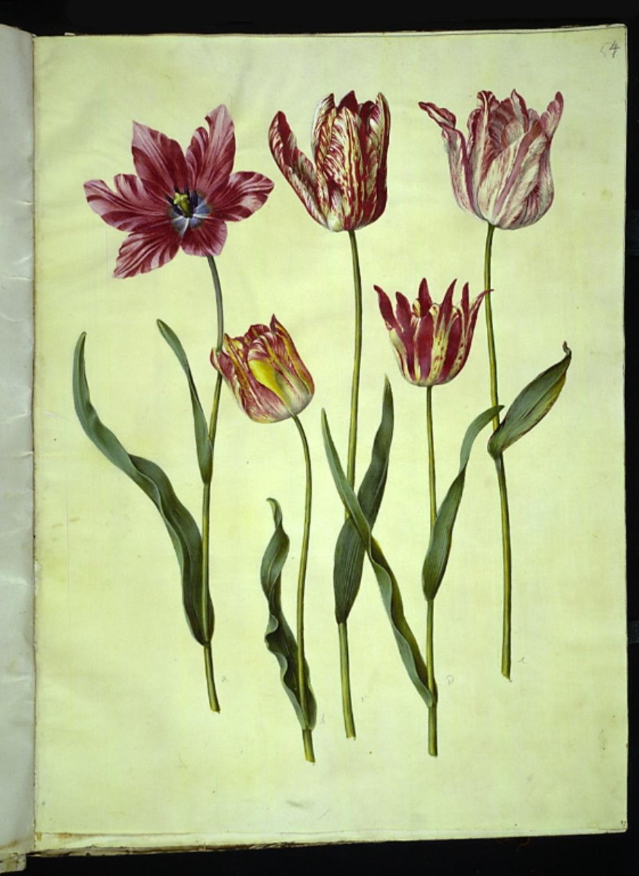 Tulipa gesneriana (have-tulipán) alkotó: Hans Simon Holtzbecker